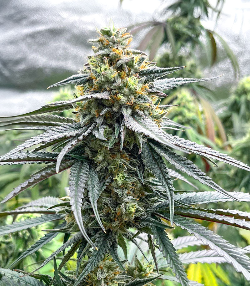 Roślina odmiany Jelly Donutz Autoflower – zdjęcie 4