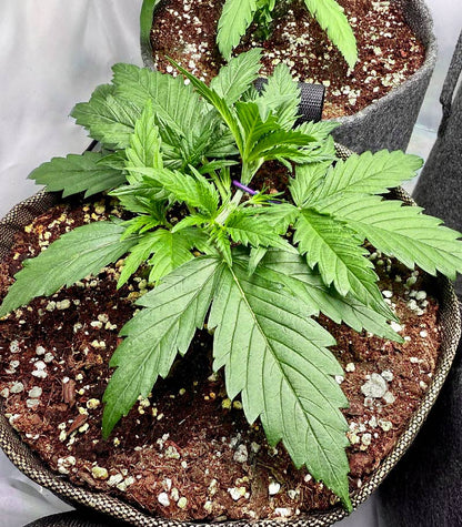 Roślina odmiany Vanilla Latte Autoflower – zdjęcie 4