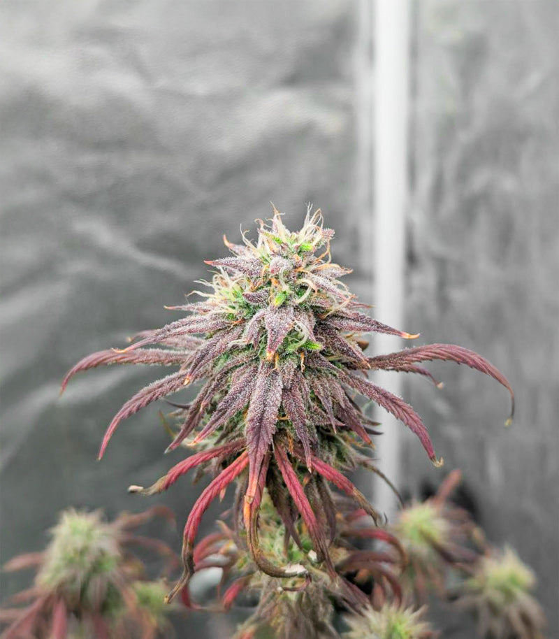 Roślina odmiany Purple Tropicana Cookies Autoflower – zdjęcie 3