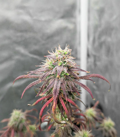 Roślina odmiany Purple Tropicana Cookies Autoflower – zdjęcie 3