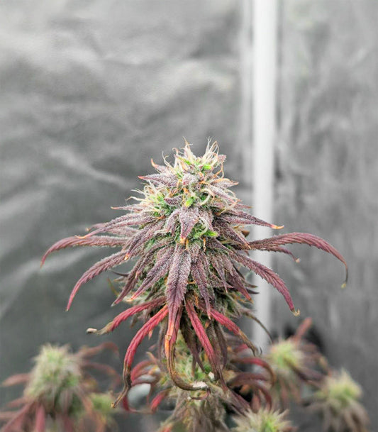 Roślina odmiany Purple Tropicana Cookies Autoflower – zdjęcie 3