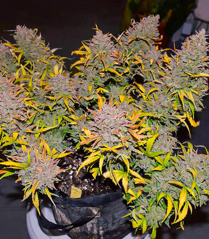 Roślina odmiany Crystal WW Autoflower – zdjęcie 5