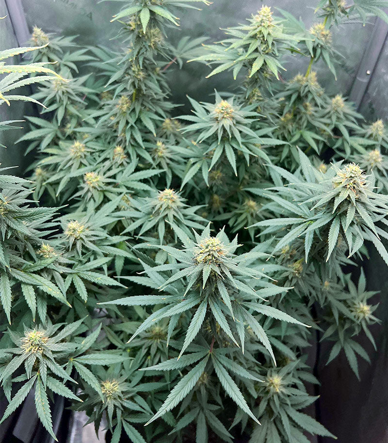 Roślina odmiany Sour Diesel – Barney's Farm – zdjęcie 6