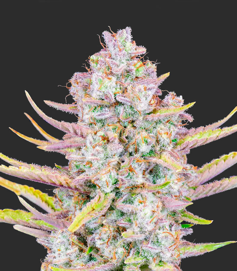 Roślina odmiany Purple Punch Auto – Fast Buds – zdjęcie 6