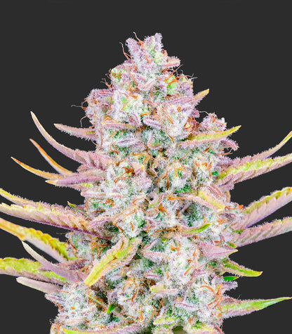 Roślina odmiany Purple Punch Auto – Fast Buds – zdjęcie 6