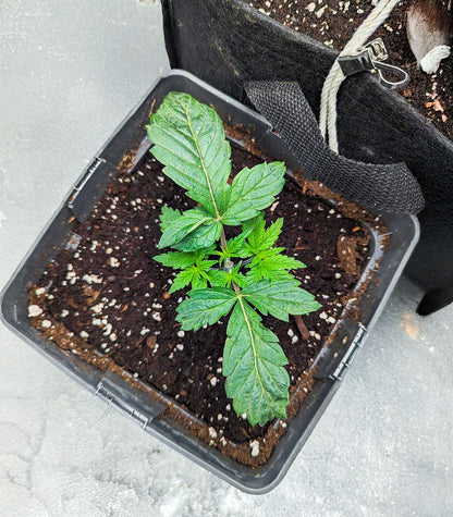 Roślina odmiany Cherry Pie Auto – zdjęcie 4