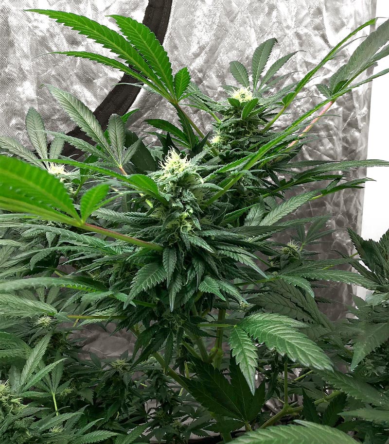 Roślina odmiany The White Fire OG – zdjęcie 4
