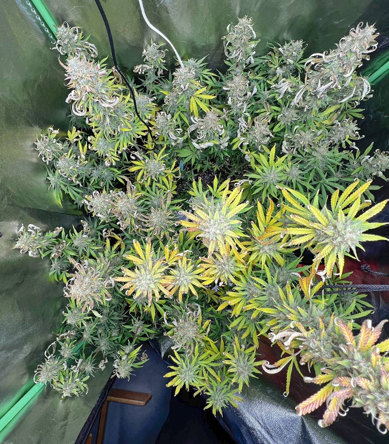 Roślina odmiany Purple Juice Auto – zdjęcie 6