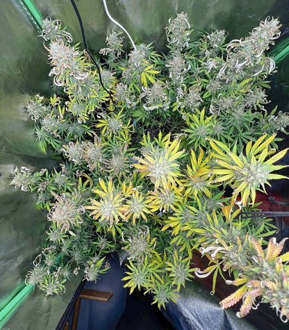Roślina odmiany Purple Juice Auto – zdjęcie 6