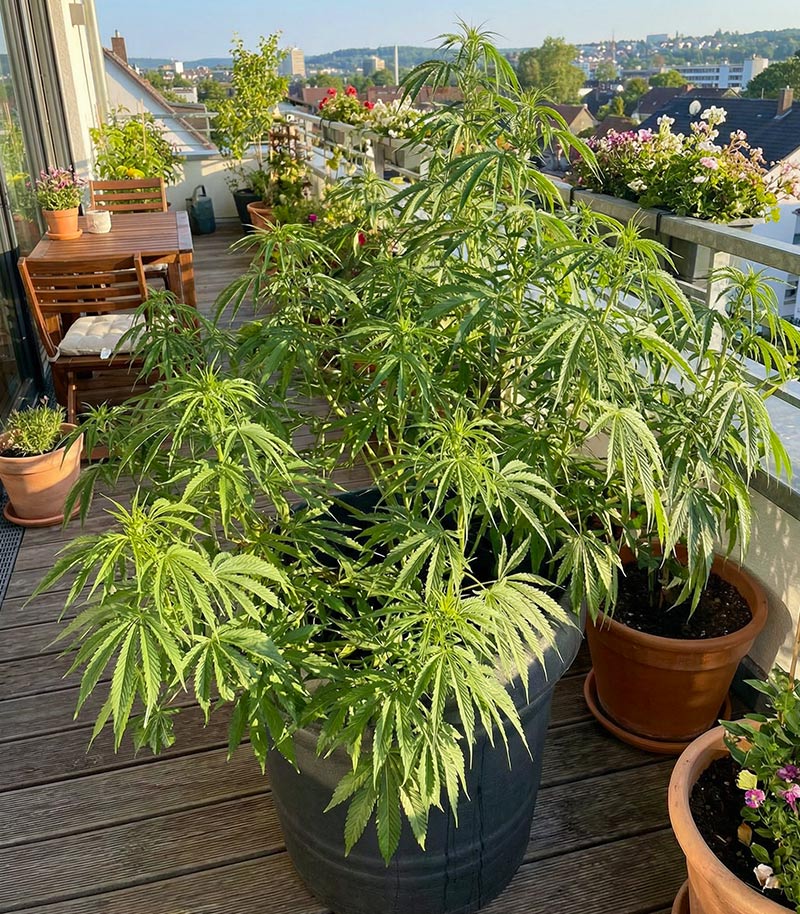 Roślina odmiany Amnesia Haze – zdjęcie 4