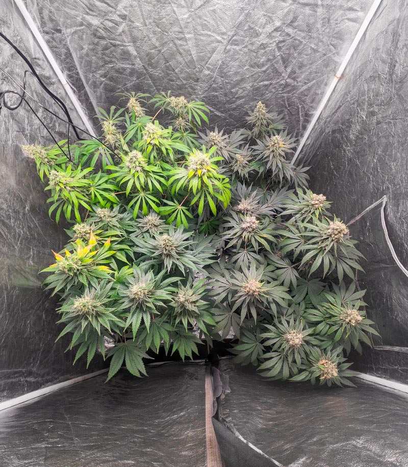 Roślina odmiany 1-800-Cinderella-99 Autoflower – zdjęcie 7