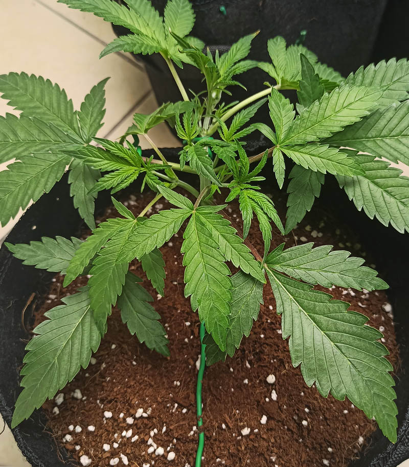 Roślina odmiany Strawberry Banana Auto – zdjęcie 3