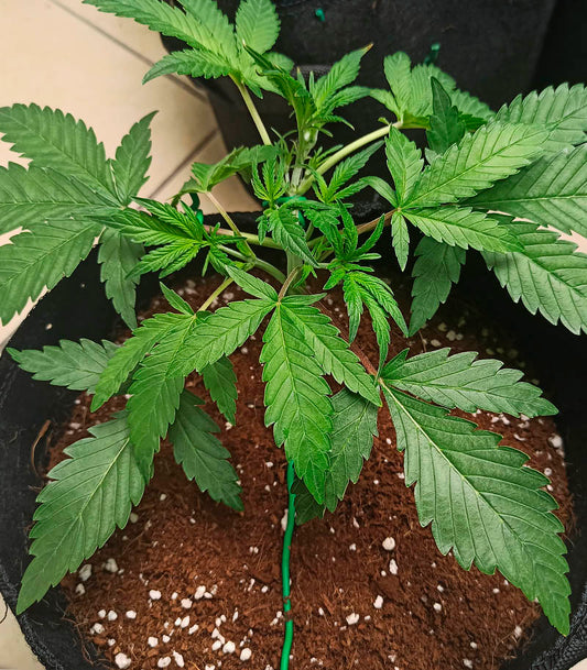 Roślina odmiany Strawberry Banana Auto – zdjęcie 3
