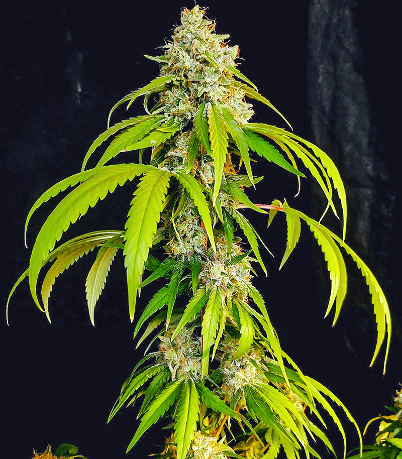 Roślina odmiany OG Kush Fast Version – zdjęcie 4