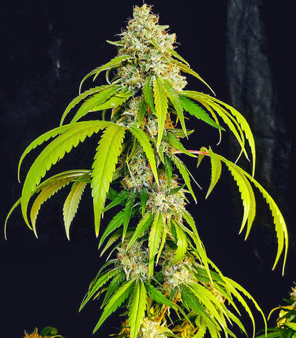 Roślina odmiany OG Kush Fast Version – zdjęcie 4