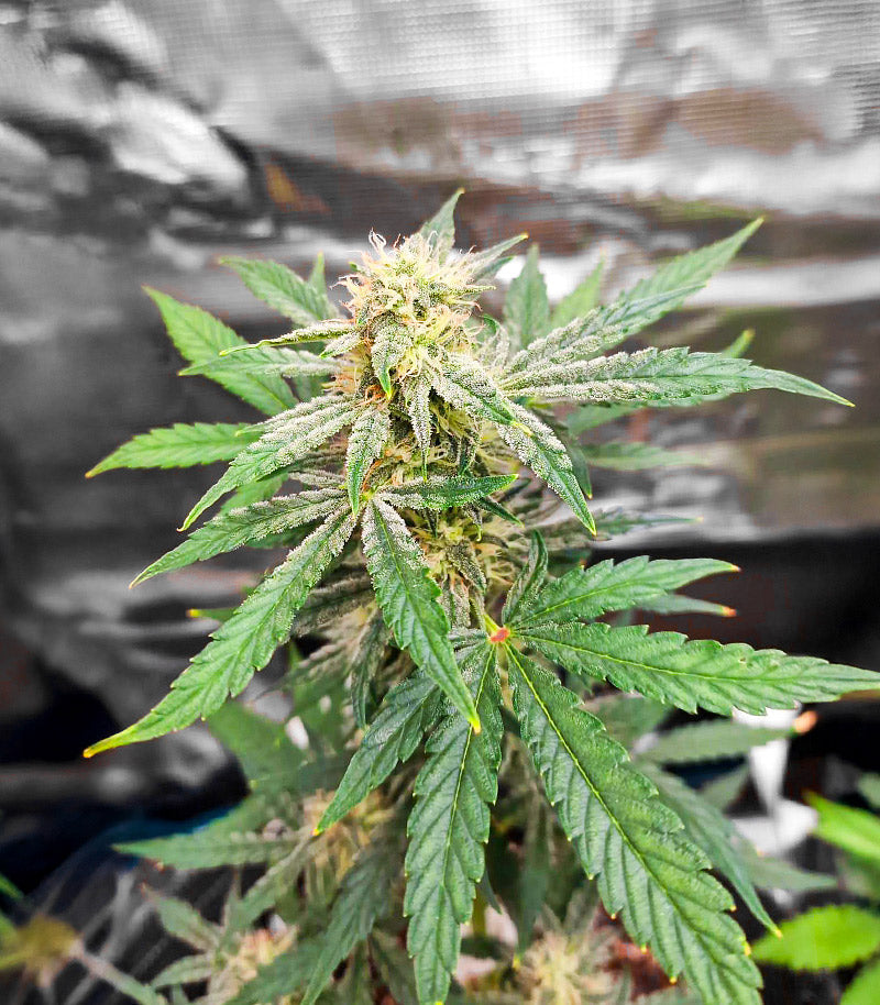 Roślina odmiany Sour Apple Autoflower – zdjęcie 3