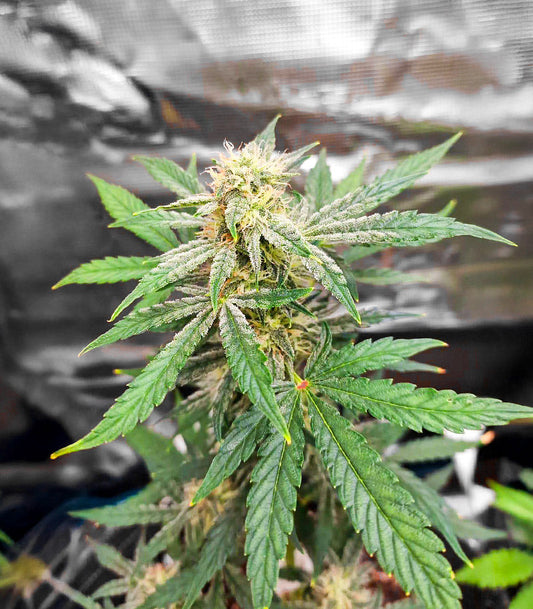 Roślina odmiany Sour Apple Autoflower – zdjęcie 3