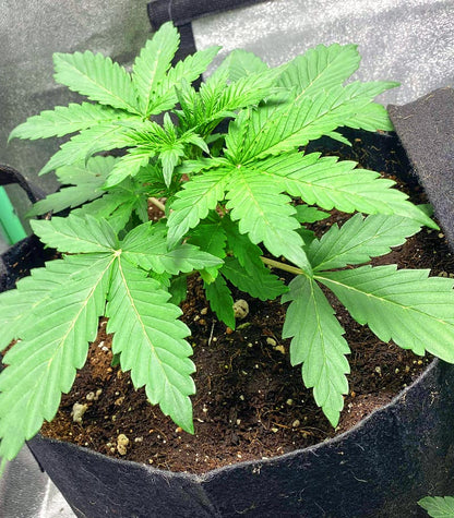 Roślina odmiany Purple Juice Auto – zdjęcie 8