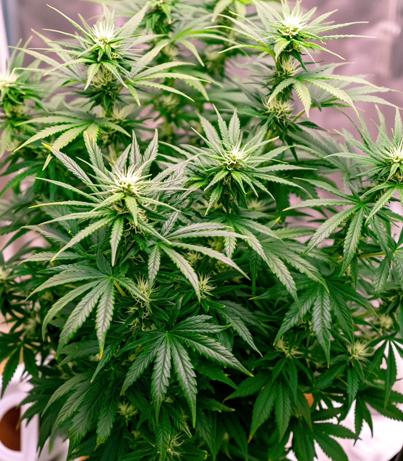 Roślina odmiany Bruce Banner #3 – Blimburn Seeds – zdjęcie 5
