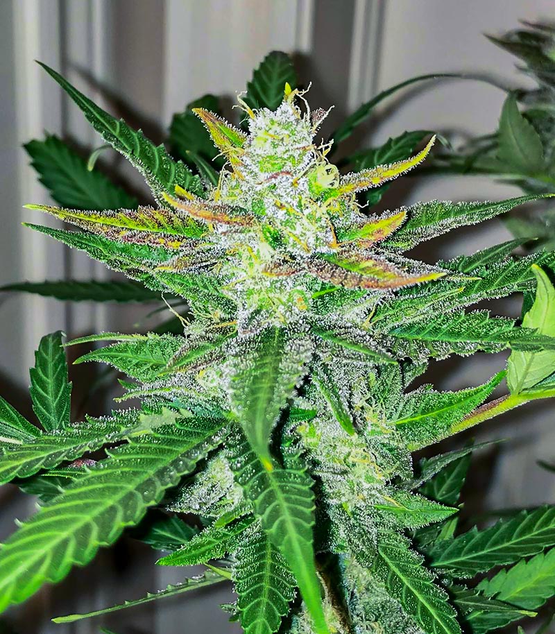 Roślina odmiany Scarlet Skunk Autoflower – zdjęcie 6