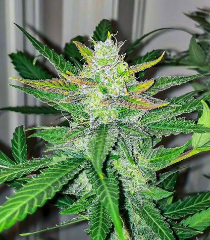 Roślina odmiany Scarlet Skunk Autoflower – zdjęcie 6