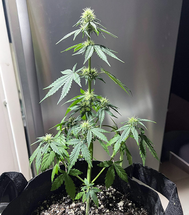 Roślina odmiany Sour Apple Autoflower – zdjęcie 4