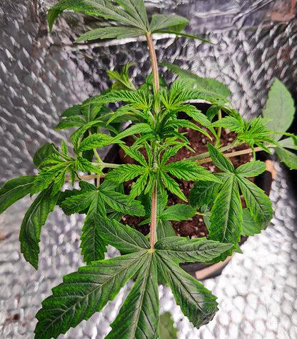 Roślina odmiany All Gas OG Autoflower – zdjęcie 3