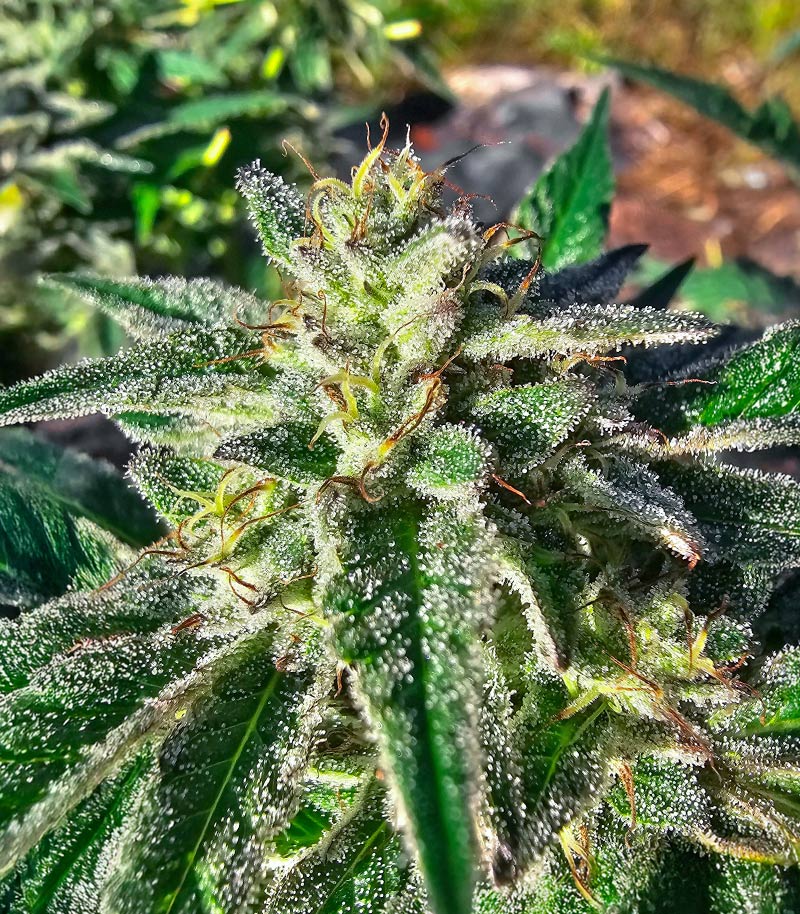 Roślina odmiany Sour Diesel × OG Kush – Seedkeepers – zdjęcie 3