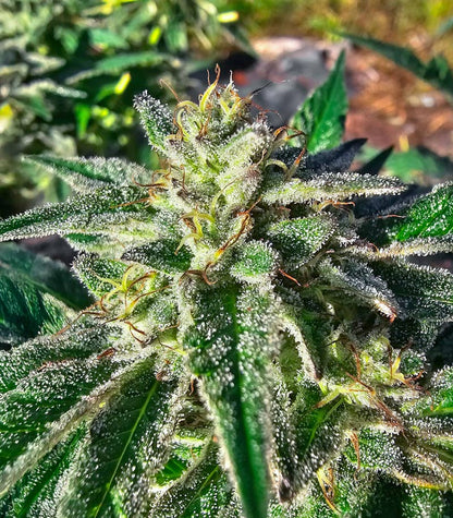 Roślina odmiany Sour Diesel × OG Kush – Seedkeepers – zdjęcie 3