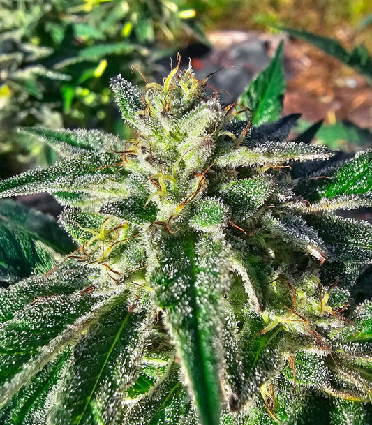 Roślina odmiany Sour Diesel × OG Kush – Seedkeepers – zdjęcie 3