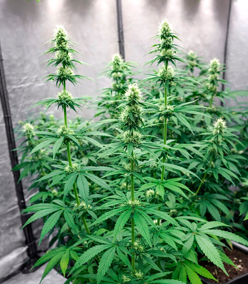 Roślina odmiany Purple Mango Kush – zdjęcie 6