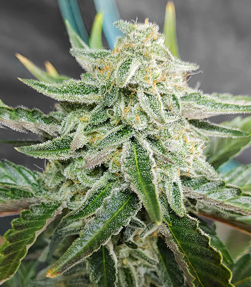 Roślina odmiany Purple Punch Auto – Fast Buds – zdjęcie 4