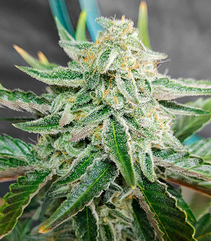 Roślina odmiany Purple Punch Auto – Fast Buds – zdjęcie 4