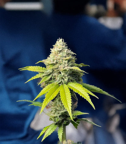 Roślina odmiany Florida Sunrise Autoflower – zdjęcie 3