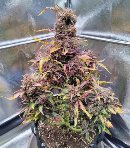 Roślina odmiany Strawberry Gorilla Auto – zdjęcie 3