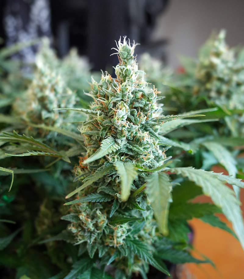 Roślina odmiany Godzilla Original Glue GG#4 Auto – zdjęcie 4