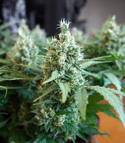 Roślina odmiany Godzilla Original Glue GG#4 Auto – zdjęcie 4