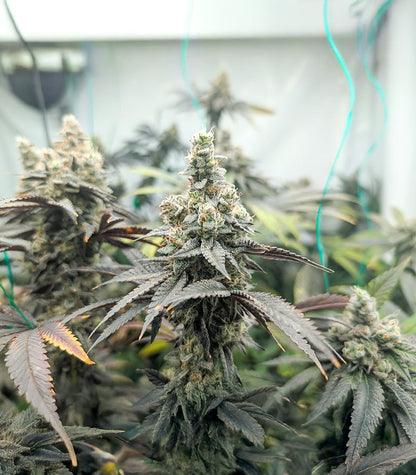 Roślina odmiany Purple Punch F1 – Seedkeepers – zdjęcie 4