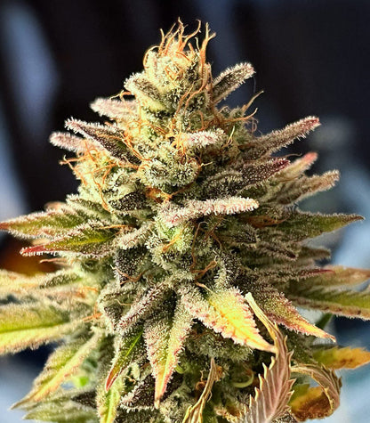 Roślina odmiany Ghost Chem OG Autoflower – zdjęcie 3