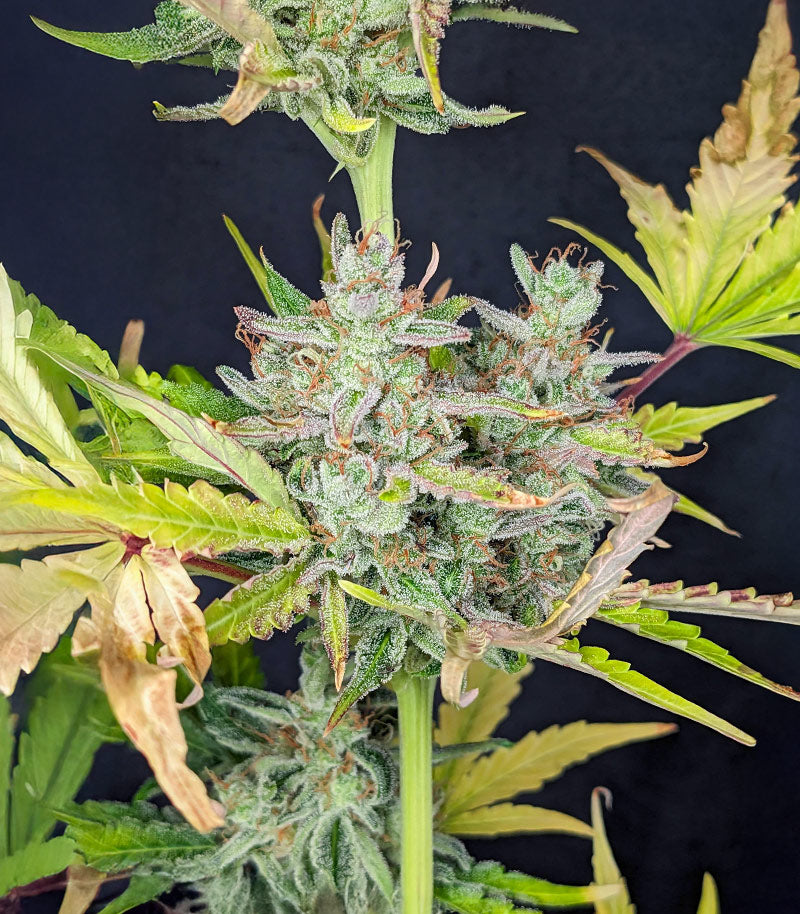 Roślina odmiany Trainwreck Fast Version – Seedkeepers – zdjęcie 6