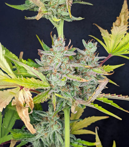 Roślina odmiany Trainwreck Fast Version – Seedkeepers – zdjęcie 6