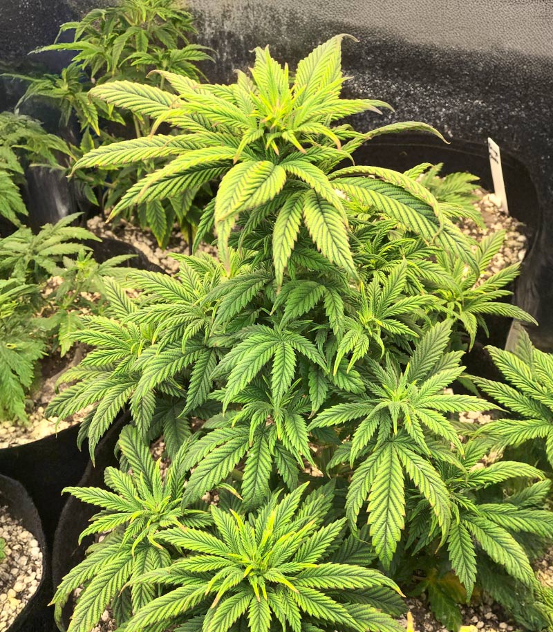 Roślina odmiany Ghost Chem OG Autoflower – zdjęcie 4