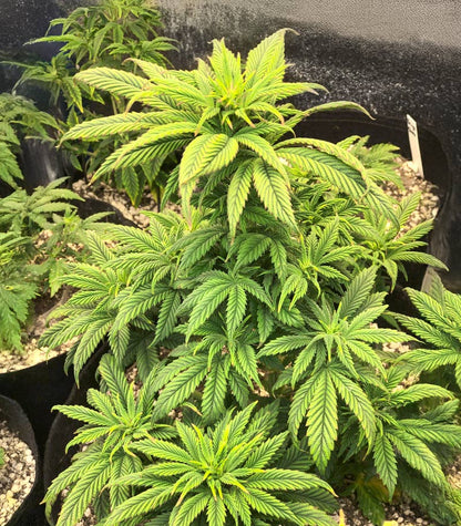 Roślina odmiany Ghost Chem OG Autoflower – zdjęcie 4