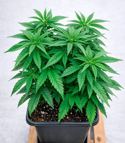 Roślina odmiany Purple Mango Kush – zdjęcie 4