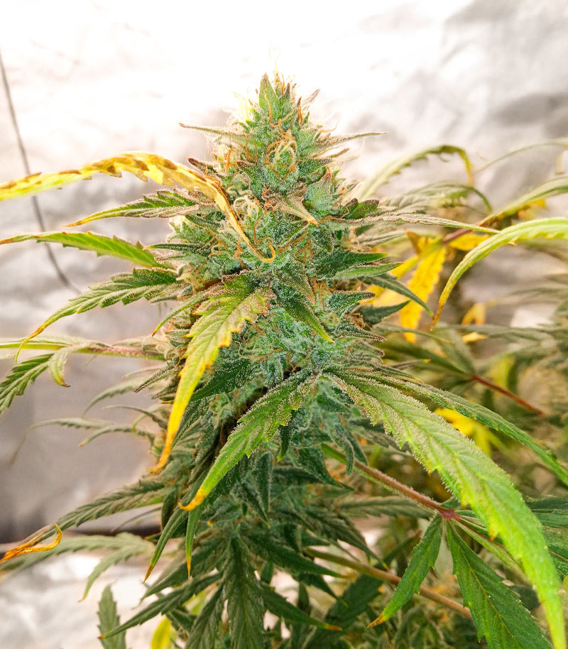 Roślina odmiany Special Queen 1 Auto – zdjęcie 6