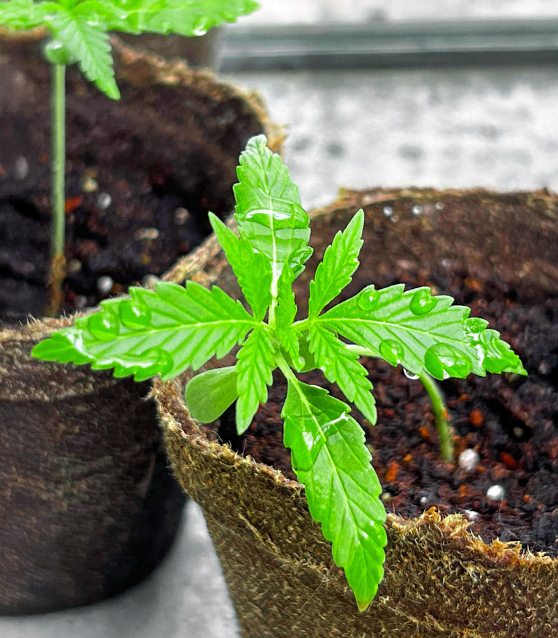 Roślina odmiany Durban Poison Autoflower – Humboldt Seed Company – zdjęcie 3