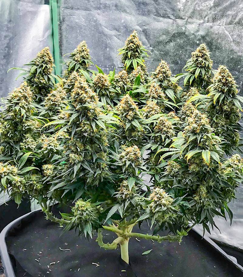 Roślina odmiany Blueberry OG – AlphaFem Seeds – zdjęcie 4