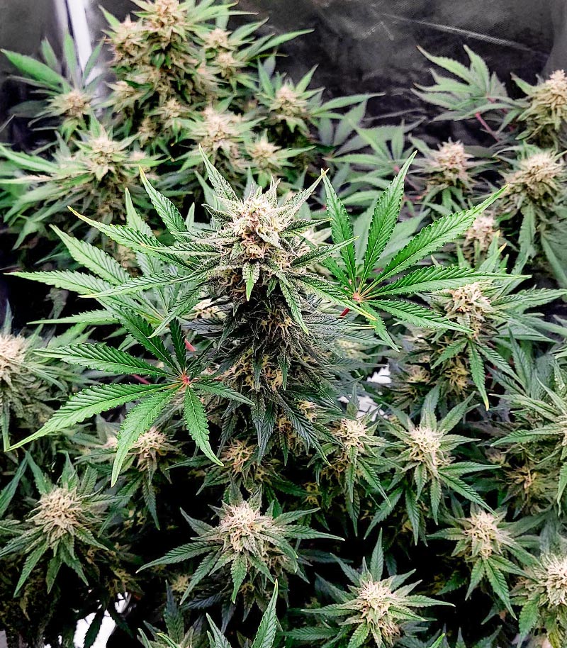 Roślina odmiany Skywalker Autoflower – Seedkeepers – zdjęcie 3