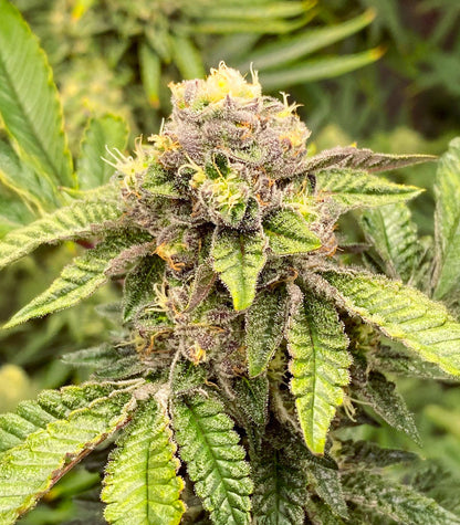 Roślina odmiany Sticky Sherbert GG – zdjęcie 4