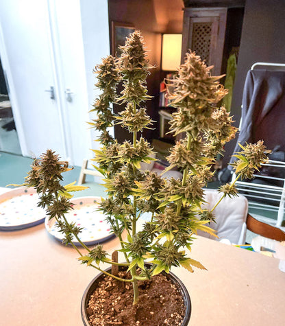 Roślina odmiany Ghost Chem OG Autoflower – zdjęcie 5